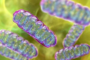 mitochondrial dysfunction